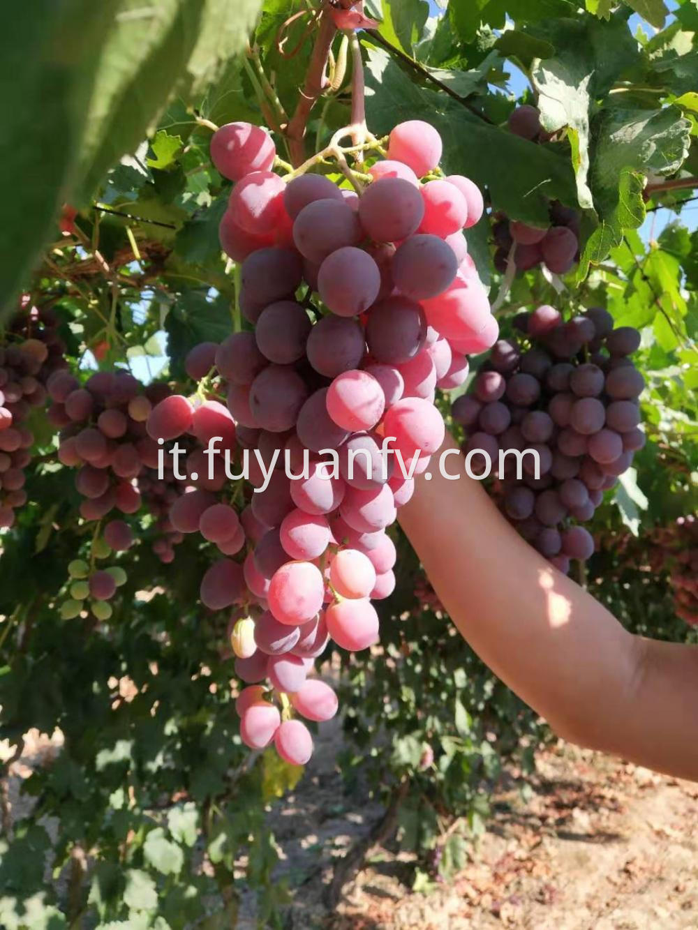 Xinjiang Red Grapes